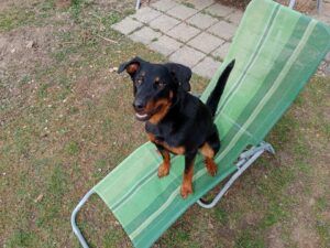 Beauceron povaha – co od něj lze čekat?