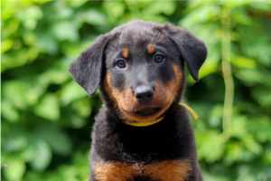 Beauceron štěně prodej – jak vybrat ideálního parťáka?