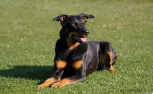 Francouzský ovčák beauceron Eireen z Údolí buků