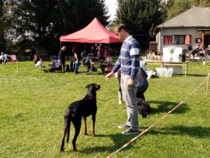 Výstava Nové strašecí pod záštitou Beauceron klubu