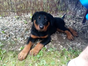 Beauceron štěně – jaké je a jak s ním na začátku pracovat? 