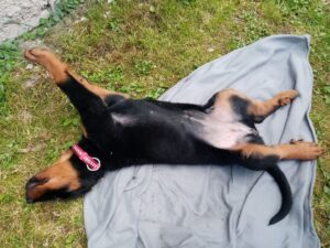 Beauceron štěně cena – kolik stojí?