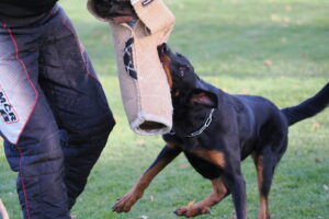 Beauceron cena – pes/fena, kde je rozdíl?