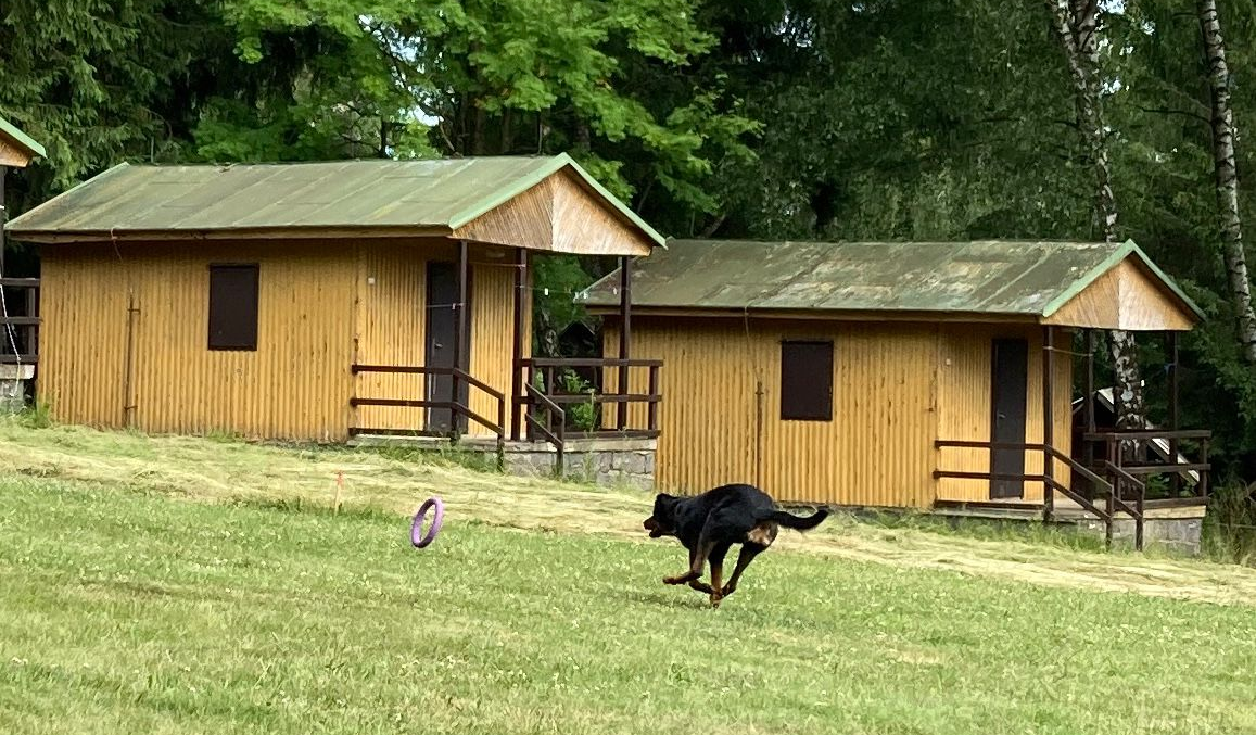 Zejména kategorie RUNNING beaucerony v Dog Pulleru baví