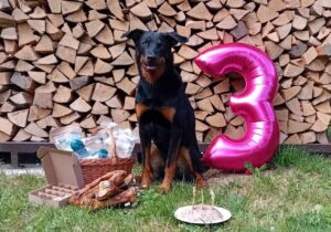 Beauceron prodej – jak si vybrat psa? Beauceron prodej – jak si vybrat psa?