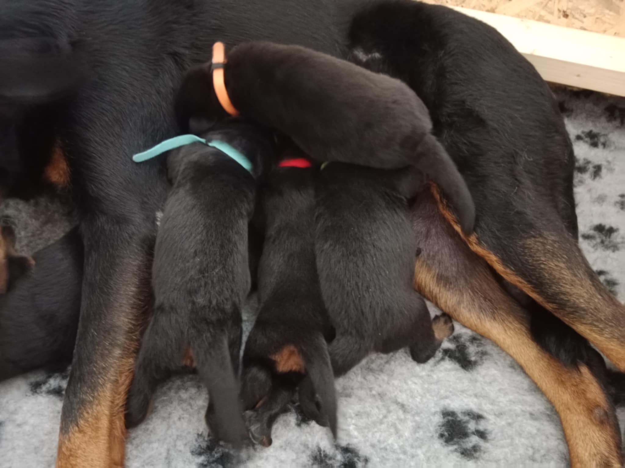 Beuceroní štěňata z vrhu A krásně rostou