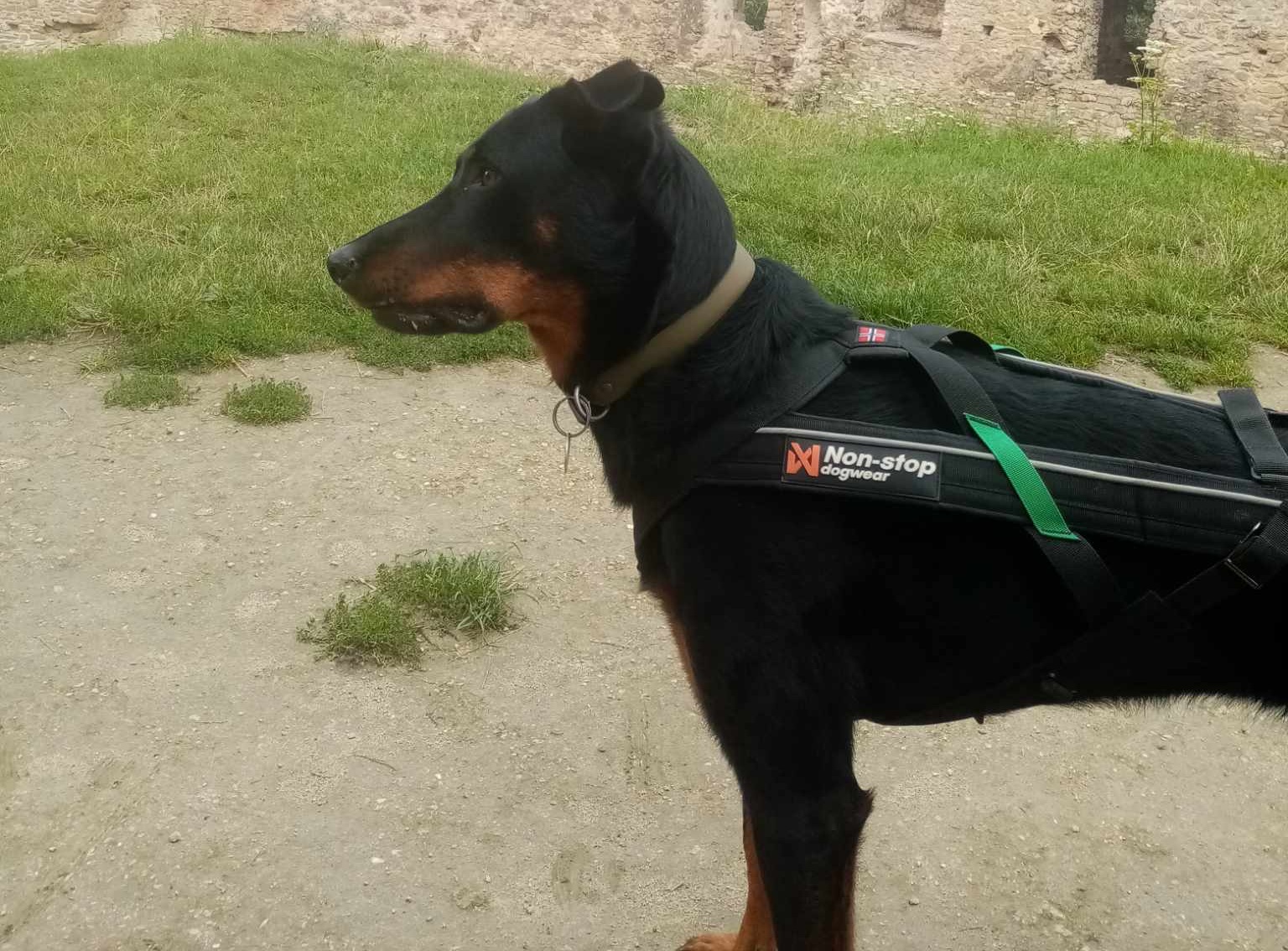 Beauceron v postroji nejen na canicross