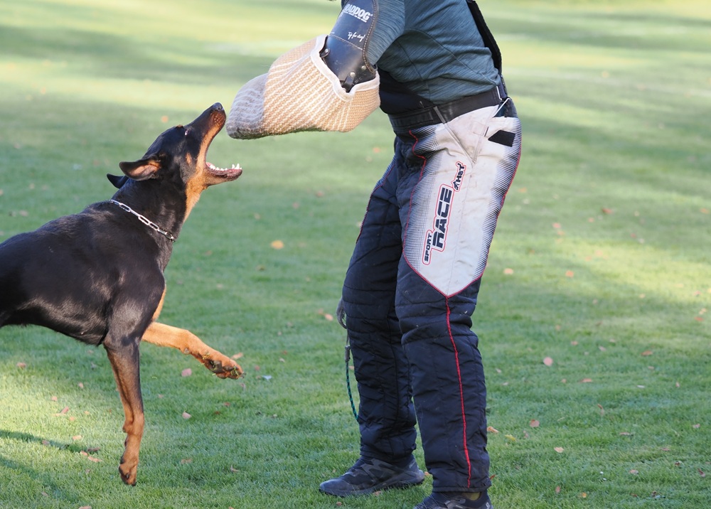 Beauceron je výborný obranář