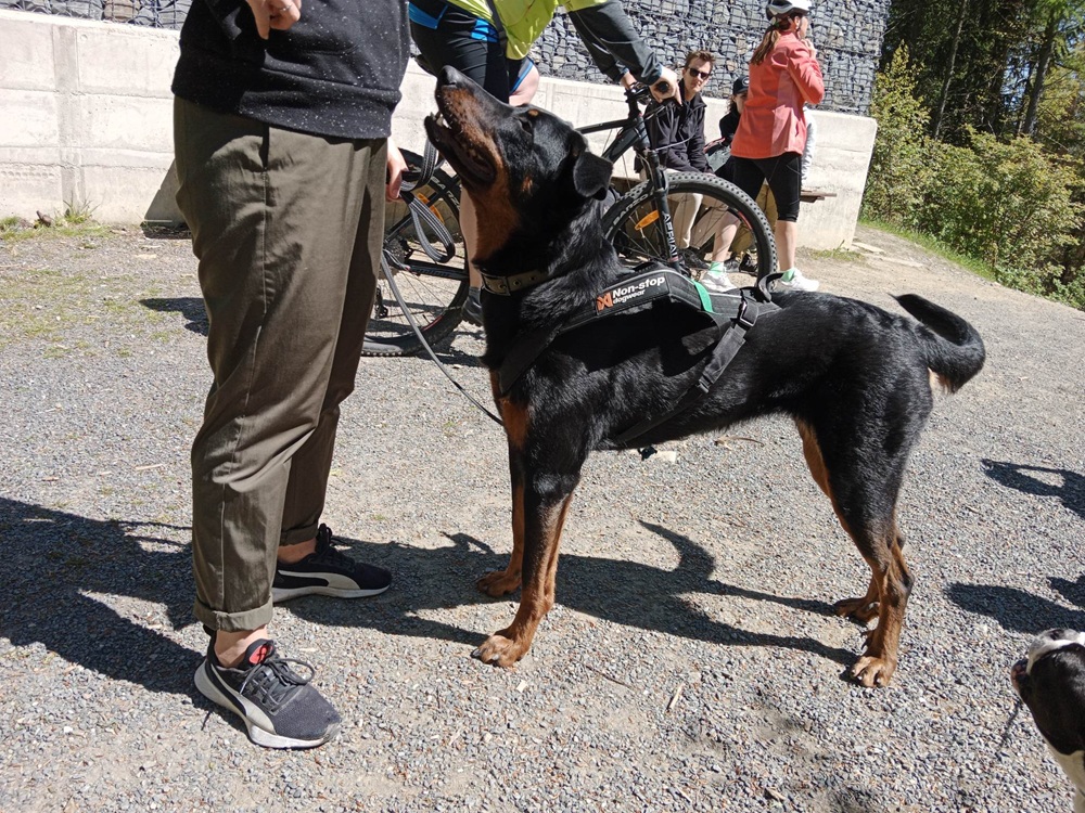 Beauceron jako vhodný pes na kolo