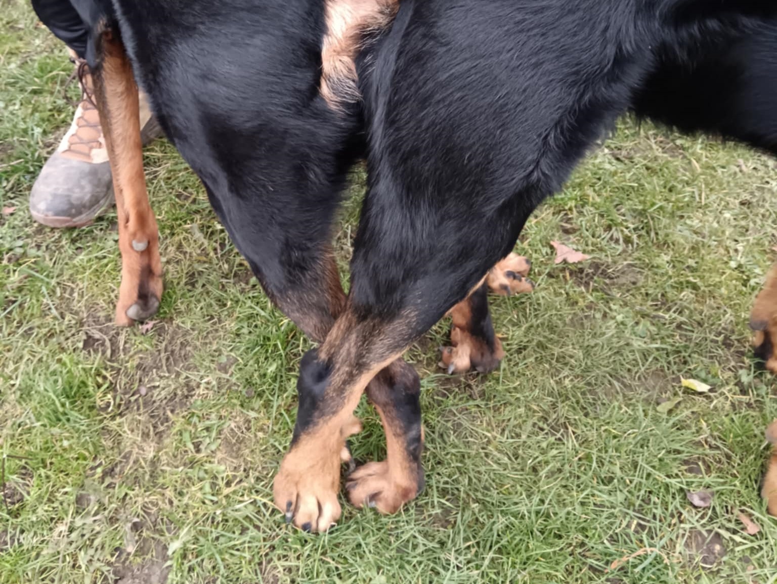 Plánované krytí beauceronů – vrh B Chovatelské stanice Mon Beau-Ce
