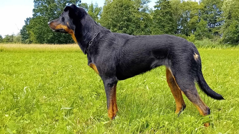 Co beauceron standardně dělá – vhodné sporty a aktivity