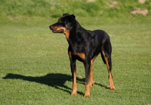 Beauceron standard – výška, váha, barva