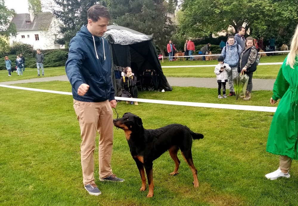 Kam na výstavu beauceronů – letošní přehled