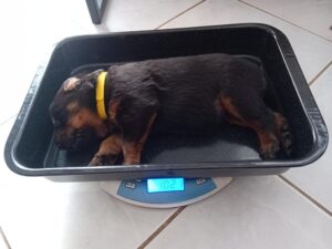 Žlutá fenka Aireen jako první přesáhla 1 Kg váhy