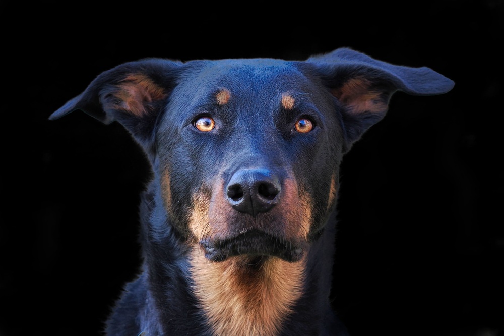 Beauceron ve filmu – Sorbonem to jen začalo