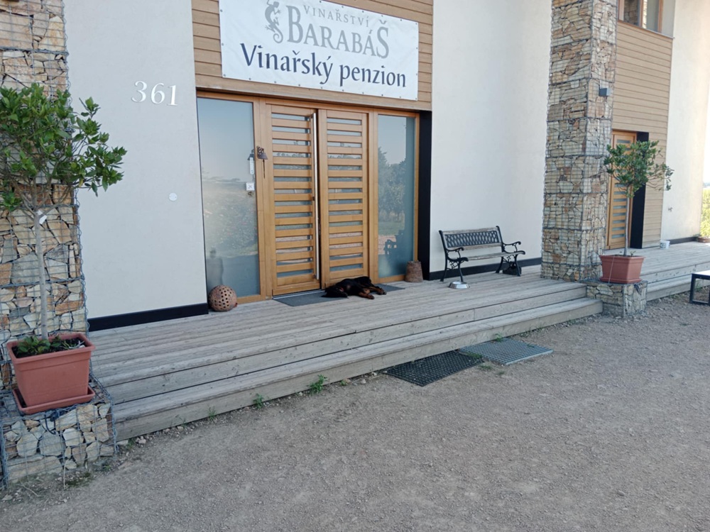 Aireen (Pinot) hlídá a včas upozorní na příchozí hosty penzionu