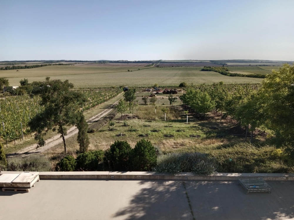 Část vinohradu a v dálce orada se stádem, o které se Pinot stará