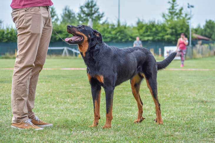 Eira na výstavě Beauceron klubu. Užili jsme si výlety i Zarinku Eira na výstavě Beauceron klubu. Užili jsme si výlety i Zarinku