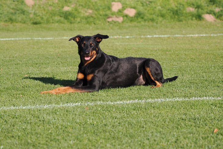 Eira splnila další zkoušku poslušnosti a získala 95 bodů ze 100