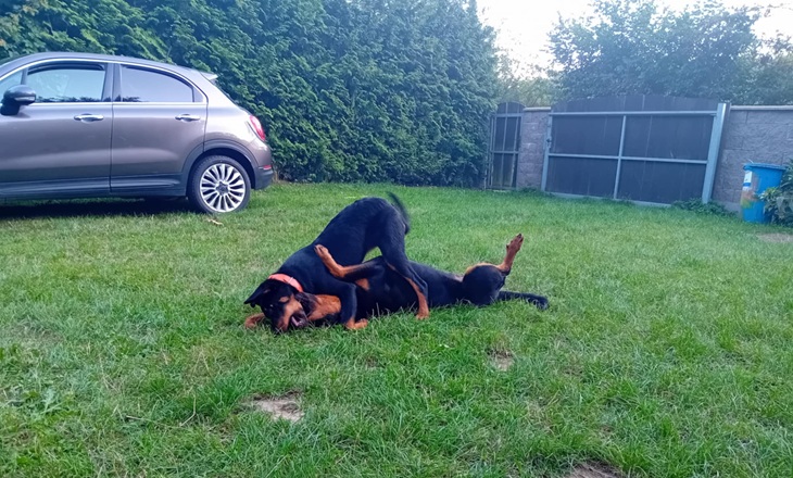 Eira a Zari si hrají po beauceronsku Eira a Zari si hrají po beauceronsku