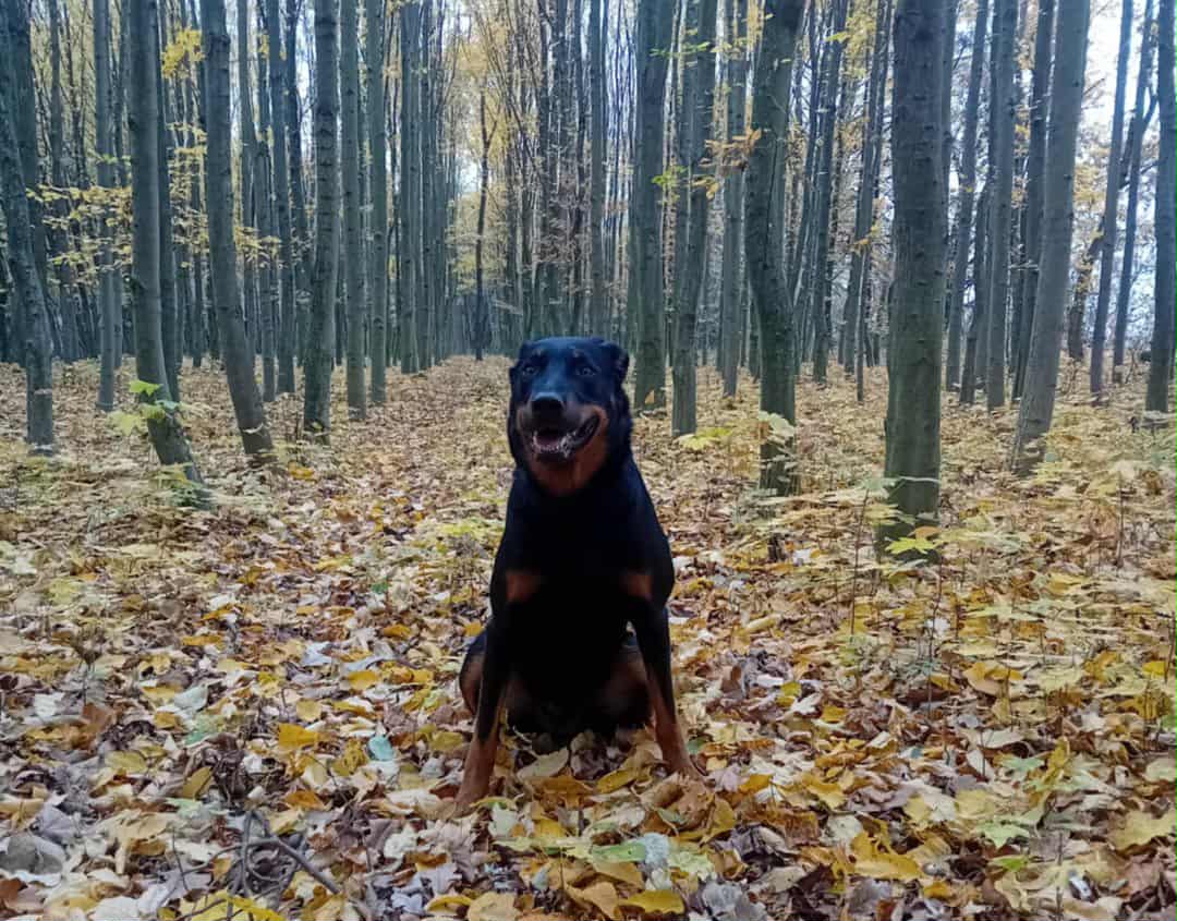 Eireen splnila UPr3! Nejvyšší zkoušku poslušnosti MZŘ