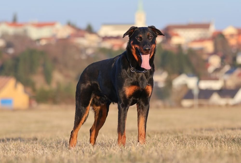 Krycí pes pro náš vrh B je definitivně vybrán – Seznamte se!
