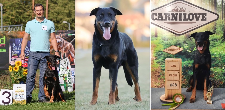 Hakim je typický představitel původního atletického beaucerona