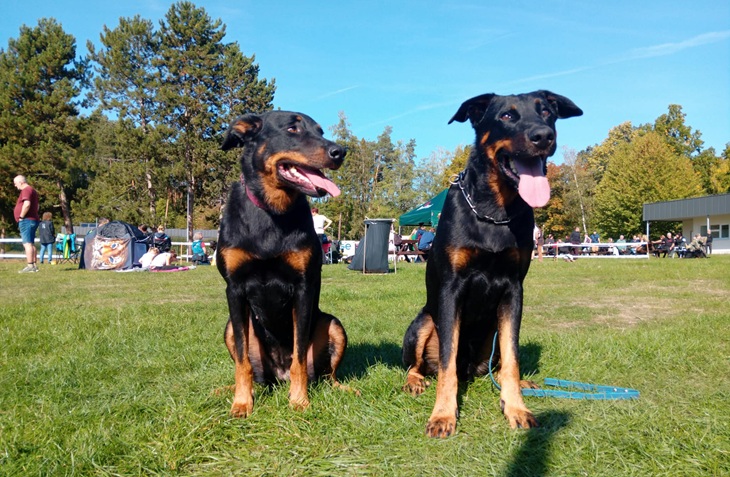 Jedno ze setkání Eireen a Hakima na KV beauceronů v Mohelnici